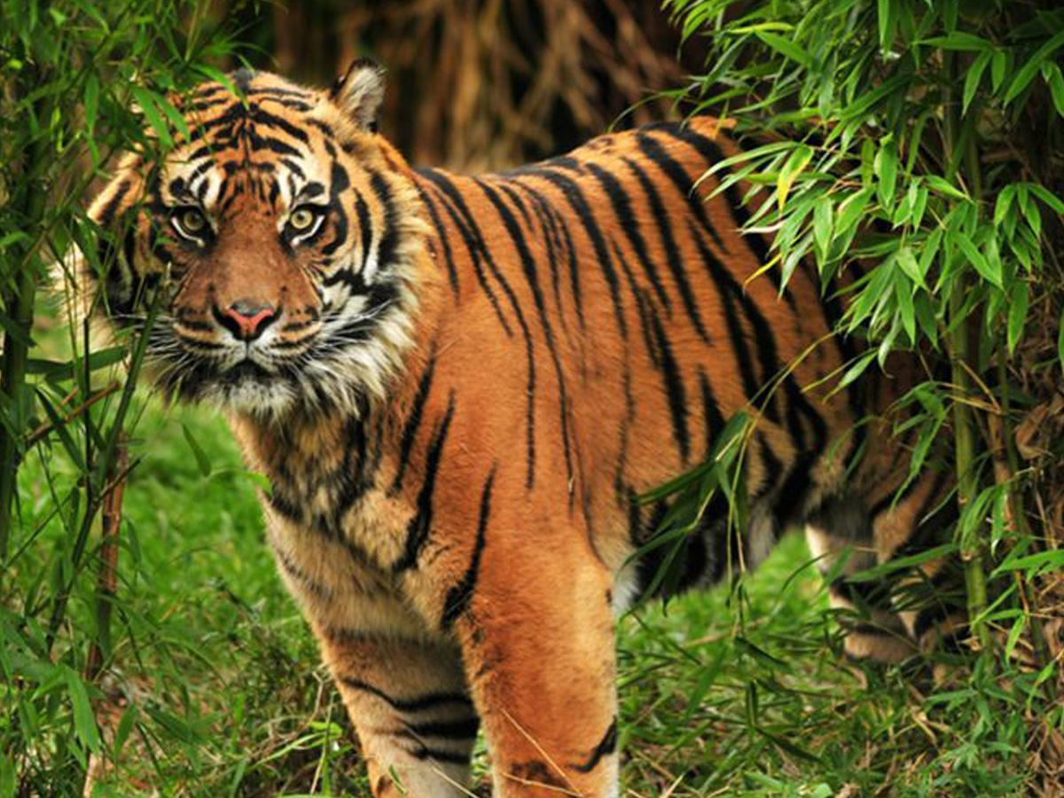 Corbett Treat Resort Ramnagar  Esterno foto
